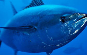 Mexico to Release 483 Tons of Live Tuna Taken Over IAATC Quota